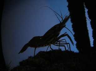 Rambo Prawn