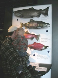 Me & Dad identifying salmon
