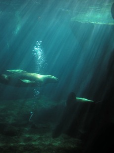 Sea Lions