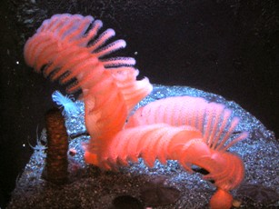 Sea Pen
