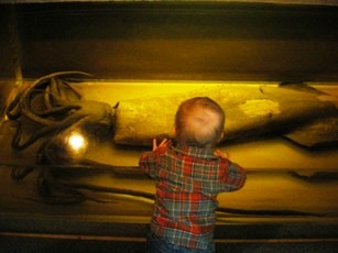 Pacific Giant Squid