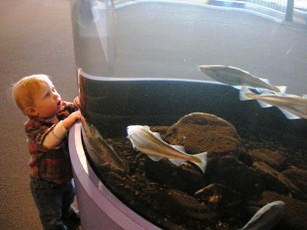 Wow!&nbsp; Fish!