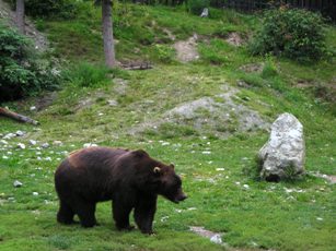 Grizzly