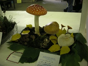 Mushroom Diorama