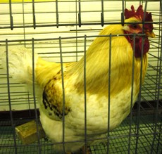Prize winning rooster
