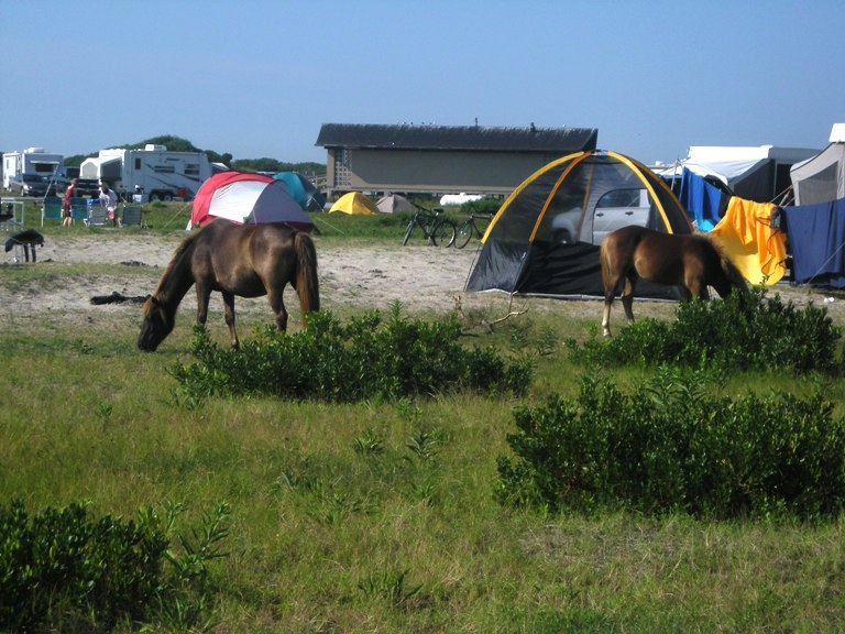 Horses
