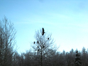 Eagles near my house