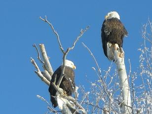 Eagles near my house