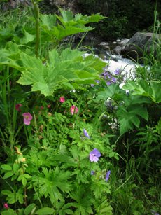 Little Susitna River Wildflowers
