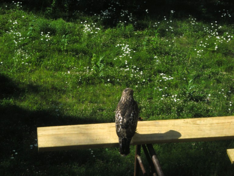 Red-tailed Hawk