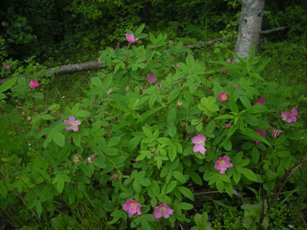 Prickly Roses