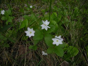 Starflower