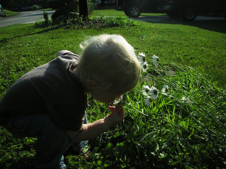 Smelling Daisys