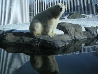 Polar Bear