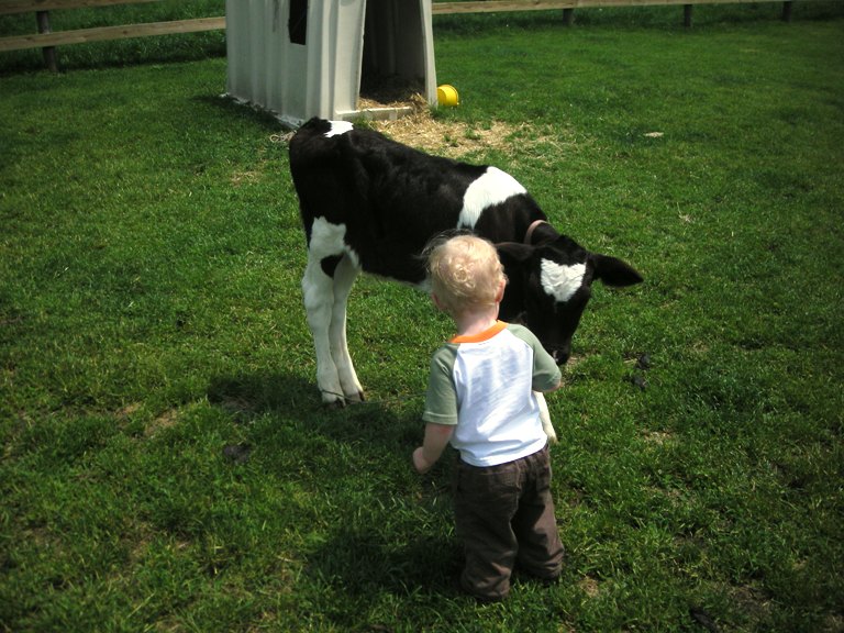 Calf