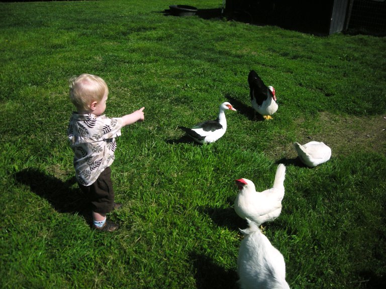 Duck