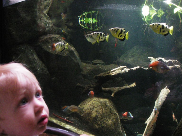 Aquarium