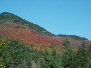 Fall Colors