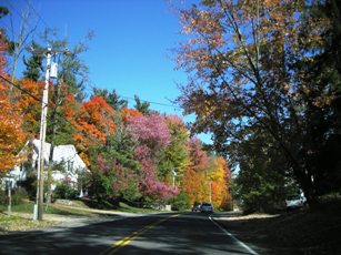 Fall Colors