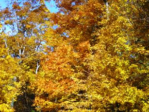 Fall Colors