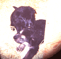 Puppy deciding to be Alpha.