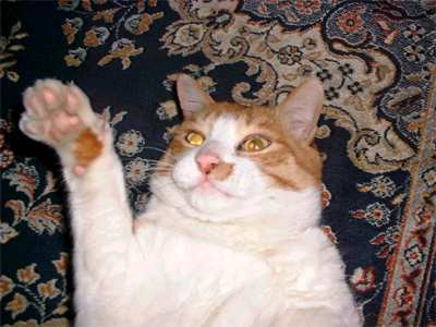 look at me im a stupid cat hahahhaaha