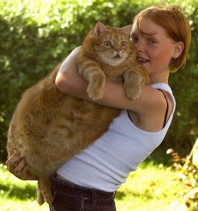 am i a cat or a fury pig with a small head... hahaha furry pig small head hahahahaa