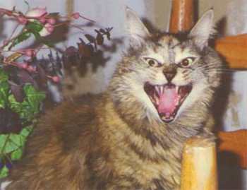 AHHHHHHHHHHHHHH