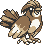 PIDGEOTTO
