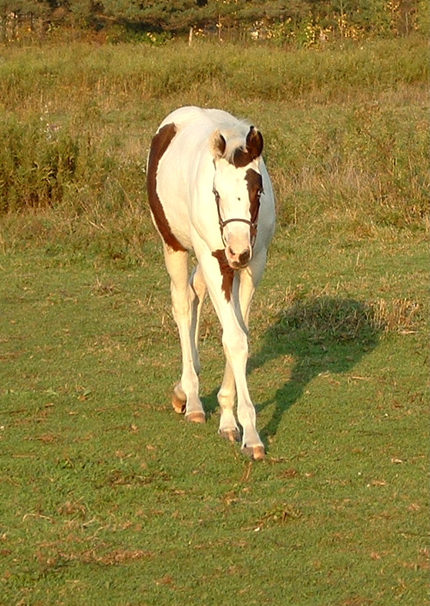 2007 Bay Tovero Filly BY STRAIT CATALACK