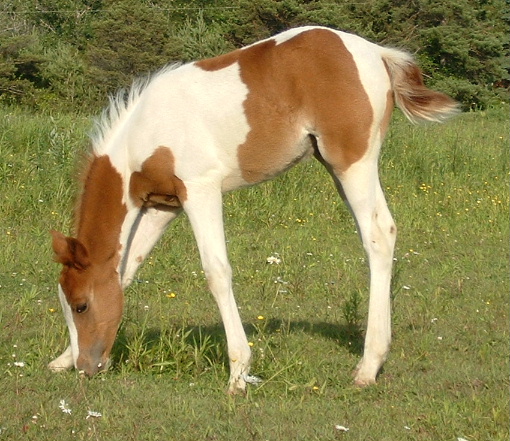 2004 Sorrel Filly by LS Smart N Hot
