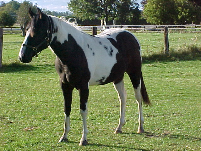 2002 colt by Double Duce