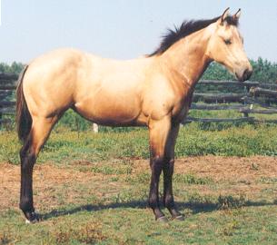 2002 filly by Quixotes Mastrpiece