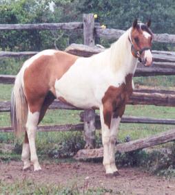 2000 colt by Double Duce