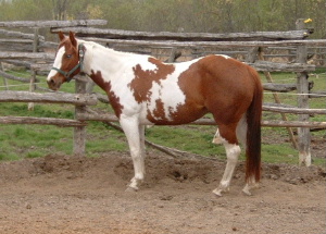 2004 Filly by Double Duce