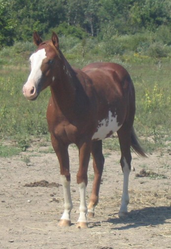 2004 Gelding by Double Duce