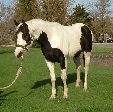 STRAIT CATALACK