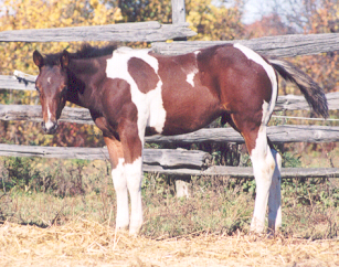 2003 Bay colt