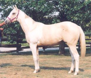 2001 filly by Quixotes Mastrpiece