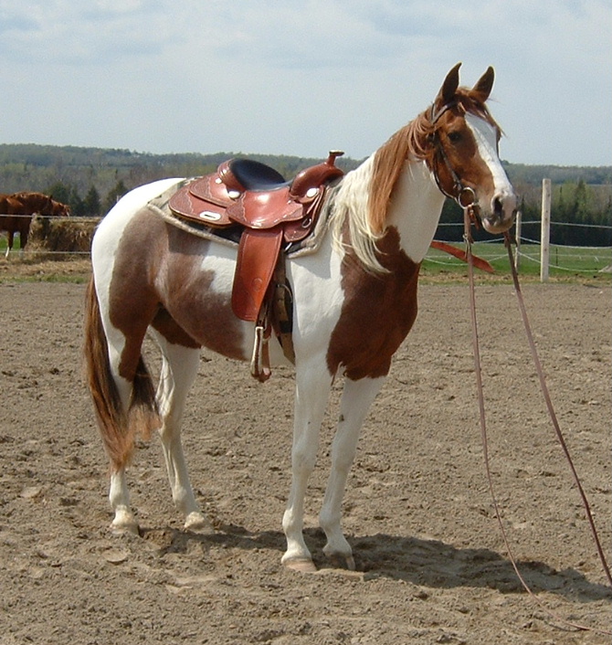 2004 Filly by LS Smart N Hot