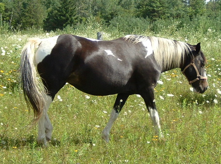 Oreo