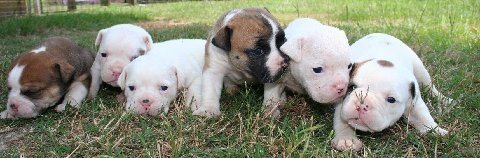 Pups