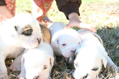 Pups