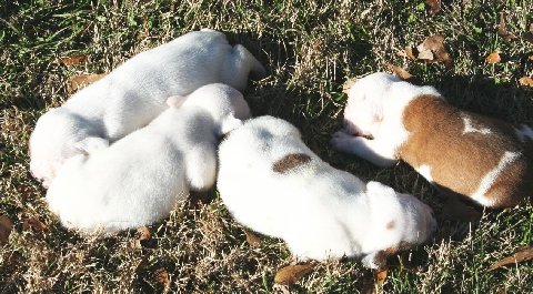 Puppies