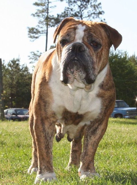 Dutchess