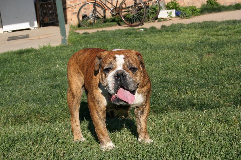Dutchess