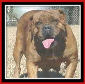 bear