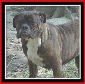 Brindle