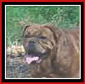 Honey Bear