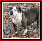 Jessie